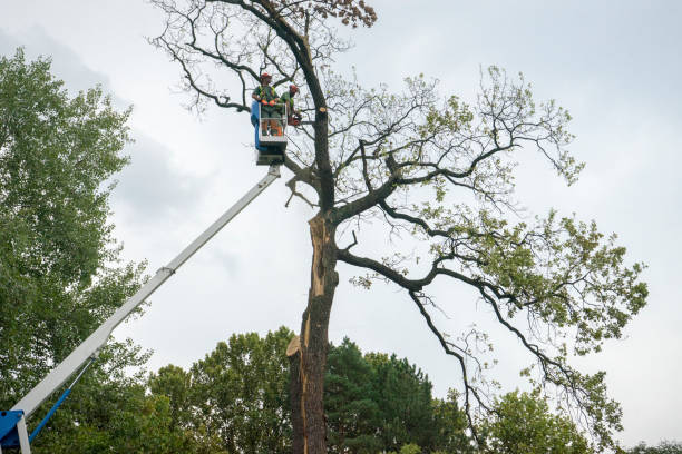 Residential Tree Removal in La Verkin, UT